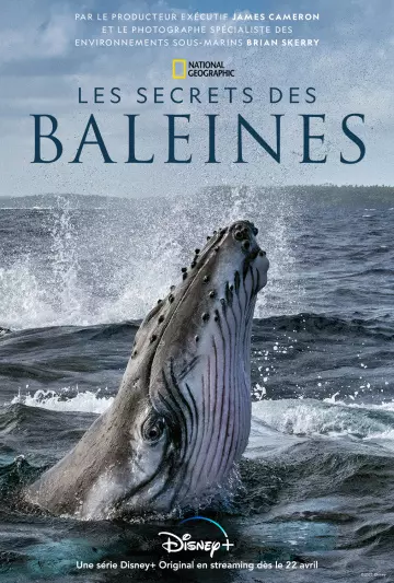 Les Secrets des baleines - Saison 1